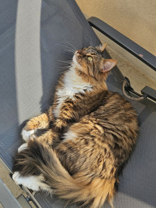 Photo de galerie - Garde chat au domicile