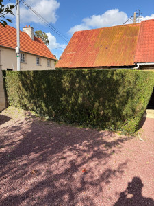 Photo de galerie - Taille de haie 