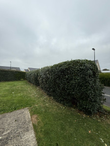 Photo de galerie - Haie