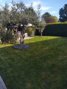 Photo de galerie - Tonte de pelouse et débroussaillage 