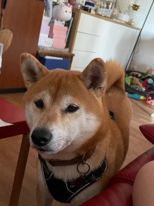 Photo de galerie - Garde régulière d’un Shiba Inu  