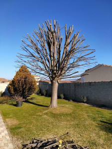 Photo de galerie - Remise à propre sur un arbre d’une cliente en ayant effectué un élagage très soigné !