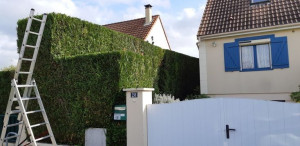 Photo de galerie - Tailles de haies avec évacuation 
