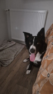 Photo de galerie - Garde chien
