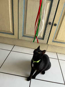 Photo de galerie - Garde chat