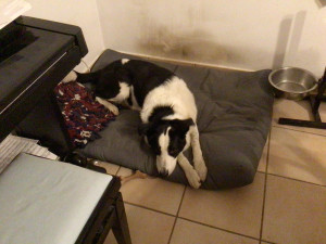 Photo de galerie - Pet sitter