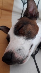 Photo de galerie - Un chien détendu!!!
Woody