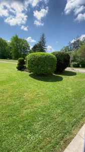 Photo de galerie - Entretien de massif et taille d’arbuste 