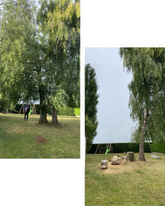 Photo de galerie - Elagage et coupe d'arbres