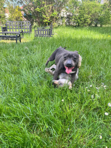 Photo de galerie - Garde d’animaux possible balade / nourriture / sortie