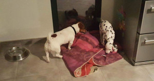 Photo de galerie - Garde chien