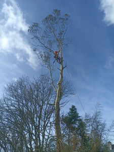 Photo de galerie - Elagage et coupe d'arbres