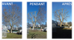 Photo de galerie - Elagage et coupe d'arbres