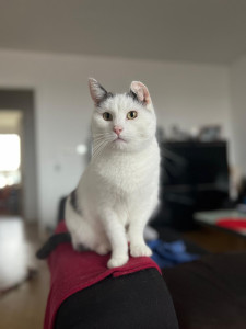 Photo de galerie - Garde chat