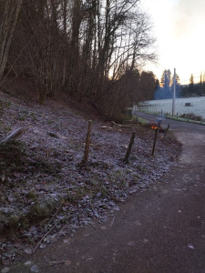 Photo de galerie - Elagage et coupe d'arbres