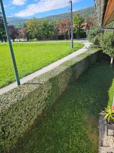 Photo de galerie - Taille de haies et d'arbustes