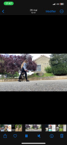 Photo de galerie - éducation canine