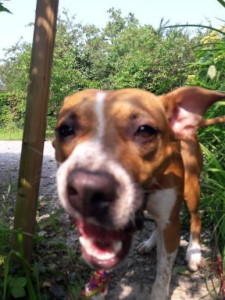 Photo de galerie - Garde d'animaux 