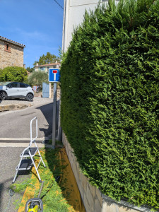 Photo de galerie - Taille de haie 