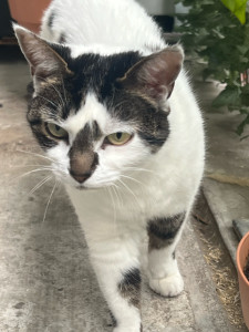 Photo de galerie - Garde chat
