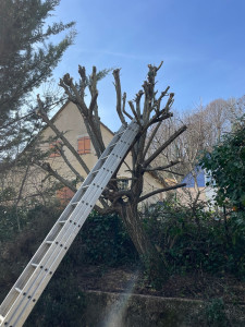 Photo de galerie - Coupes d’arbres 