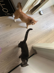 Photo de galerie - Garde au domicile de la propriétaire de deux adorables chats ?