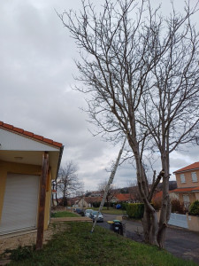 Photo de galerie - Elagage sur Demande