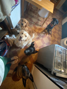 Photo de galerie - Mes petits pensionnaires 