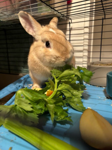 Photo de galerie - Bunny qui mange du céleri !