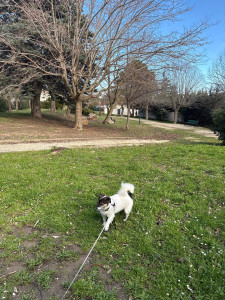 Photo de galerie - Voici Roméo que je balade 1h le dimanche de temp en temp 