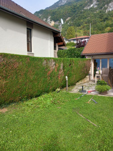 Photo de galerie - Taille de haies et d'arbustes