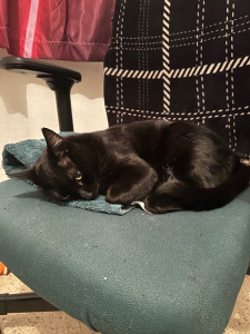 Photo de galerie - Izy, chaton que j'ai pu garder 