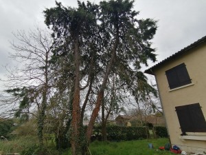 Photo réalisation - Elagage et coupe d'arbres - Théo (Apicem paysage) - Toulouse (Lestang) : Abattage de Cyprès 