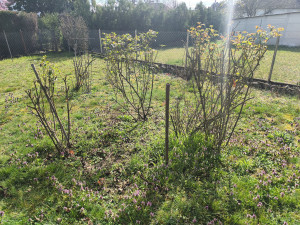 Photo de galerie - Tailles d'une trentaine de rosier 