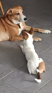 Photo de galerie - Anoï, petit chihuahua 
