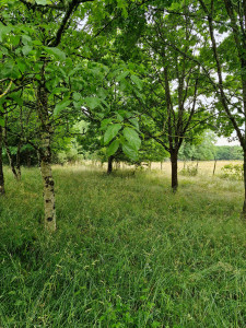 Photo de galerie - Débroussaillage 