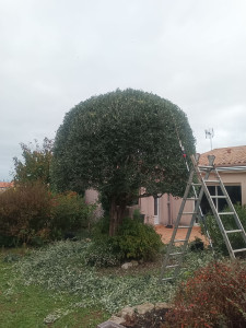 Photo de galerie - Taille des arbres