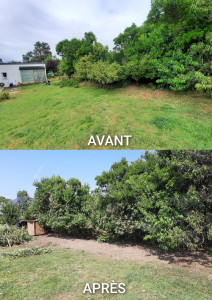 Photo de galerie - Elagage et coupe d'arbres