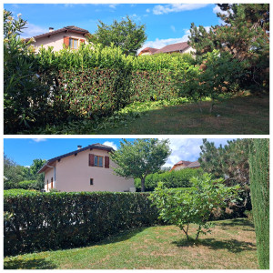 Photo de galerie - Taille de haies et d'arbustes