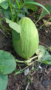 Photo de galerie - Jardinage, peinture des murs et plafonds 