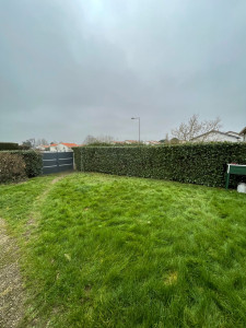 Photo de galerie - Taille d’une haie de Laurier Palme 