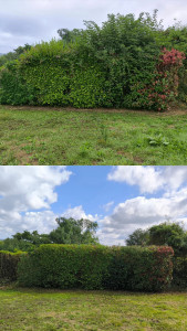 Photo de galerie - Taille de haie 