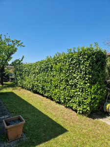 Photo de galerie - Laurier avant 