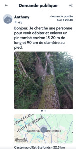 Photo de galerie - élagage et débitage pin parasol 20m