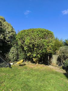 Photo de galerie - Taille d'arbuste 