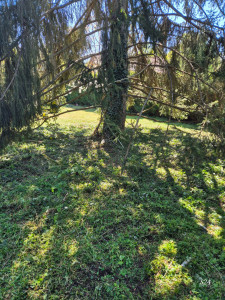 Photo de galerie - Avant la coupe 4 arbres