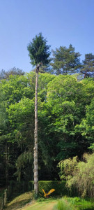 Photo de galerie - Elagage et coupe d'arbres