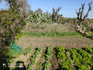 Photo de galerie - Pomme de terre et petits pois 