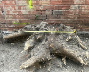 Photo de galerie - Souche avant