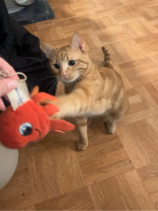 Photo de galerie - Garde chat